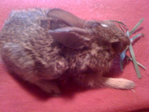 Baby bunny is available for animal communication practice at Speak! Good Human.