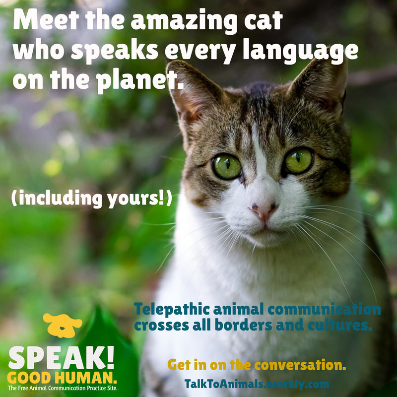 Animal communication works anywhere in the world, no matter which language you speak.