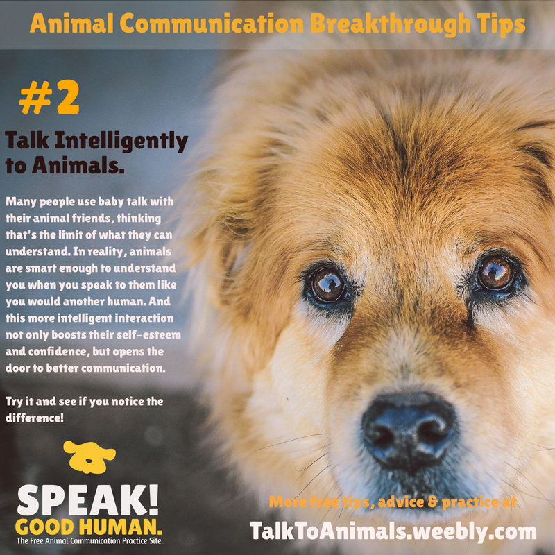 Talk intelligently with animals when communicating with them