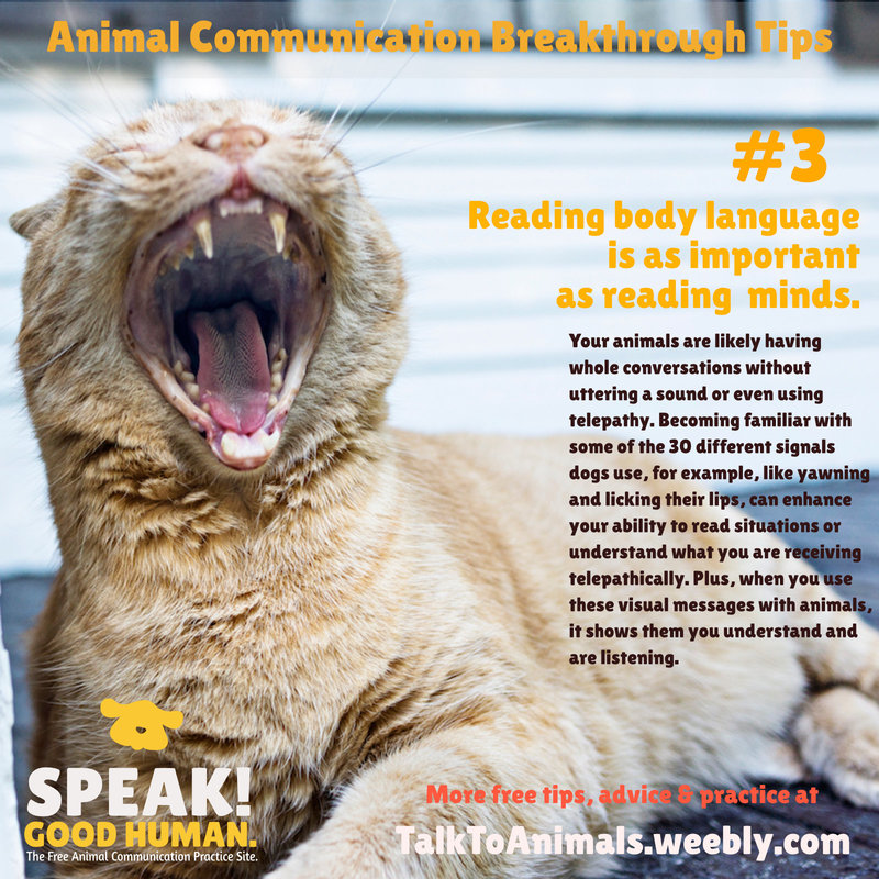 Reading body language is as important as telepathy in animal communication
