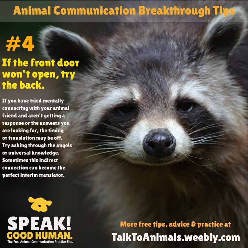 There's more than one way to communicate with animals