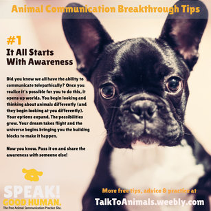 Animal Communication starts with awareness
