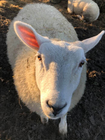 Doodle the sheep is available for animal communication practise in Joanne's Practise Den at Speak! Good Human.