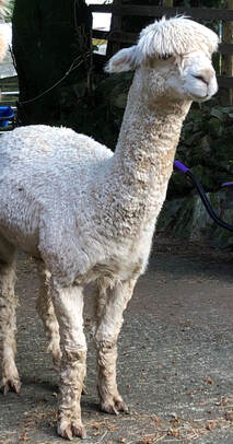 Dylan the alpaca is available for animal communication practise in Joanne's Practise Den at Speak! Good Human.