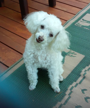 This white poodle is available for animal communication practice at Speak! Good Human.