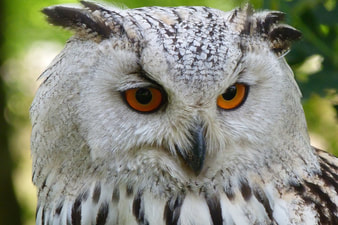 Wise owl uses muscle memory to communicate