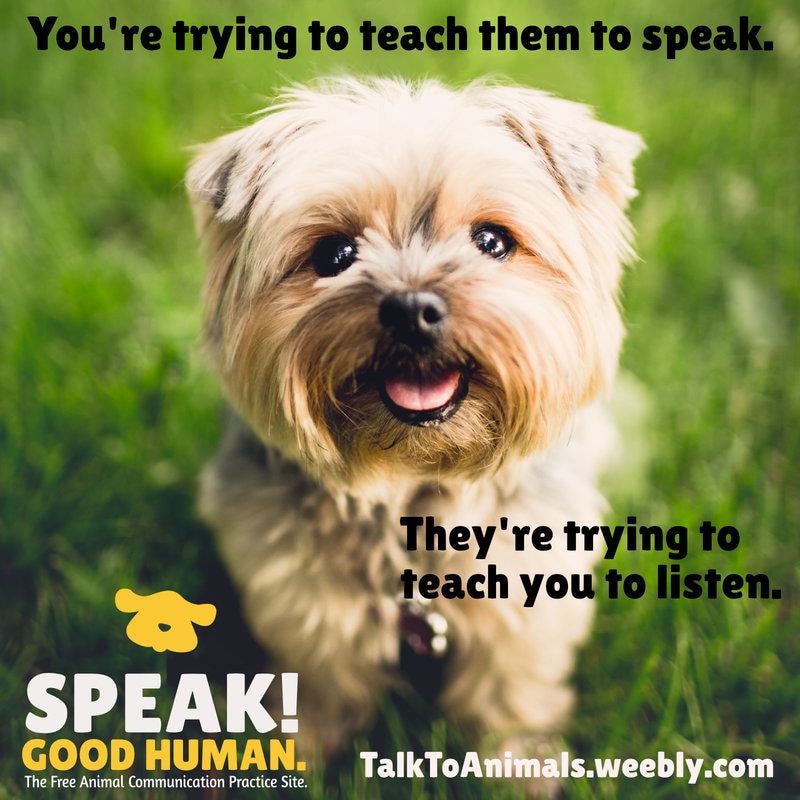 Your animals want you to start listening!